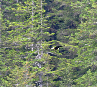 BALD EAGLE flying