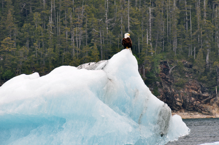 bald eagle on ice