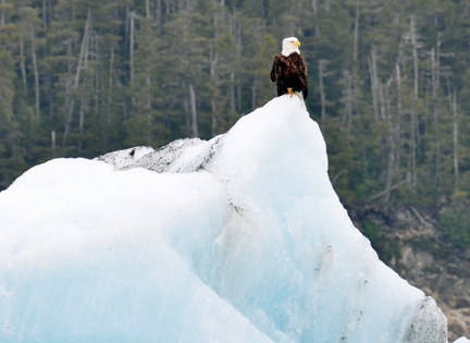 bald eagle on ice