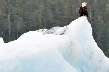 bald eagle on ice