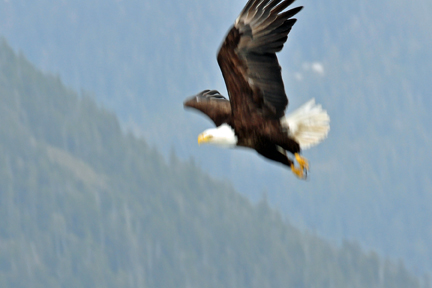 bald eagle flying