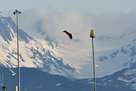 bald eagle flying