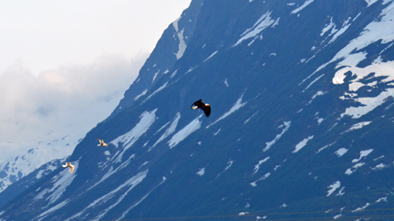 bald eagle flying