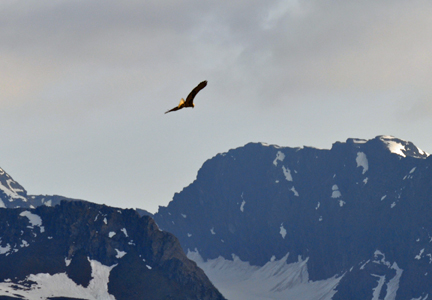 bald eagle flying