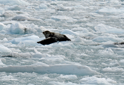 Harbor Seal and baby