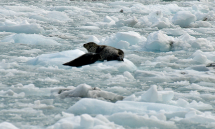 Harbor Seal and baby