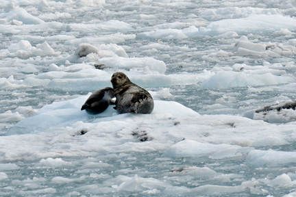 Harbor Seal and baby