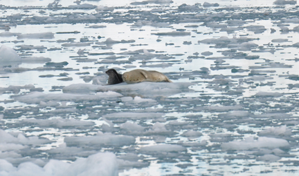 Harbor Seals