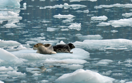 Harbor Seals