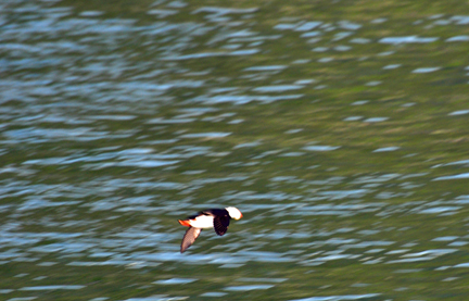 Puffin flying