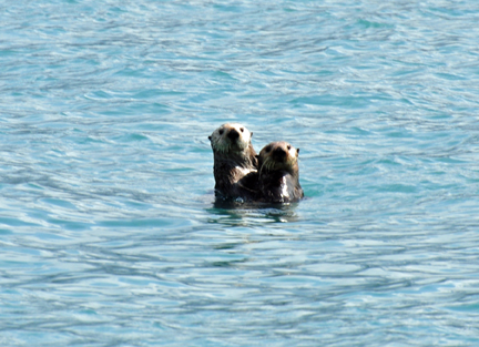 SEA OTTERS