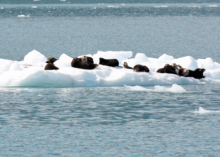 SEA OTTERS