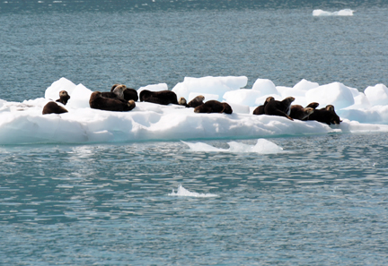 SEA OTTERS