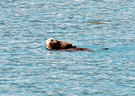 SEA OTTERS