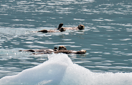 SEA OTTERS