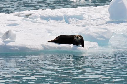 a sea otter