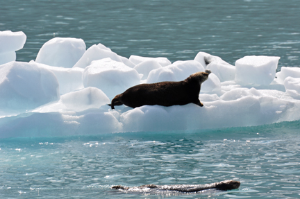 sea otters