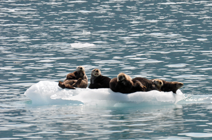  sea otters