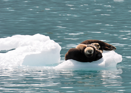  sea otters