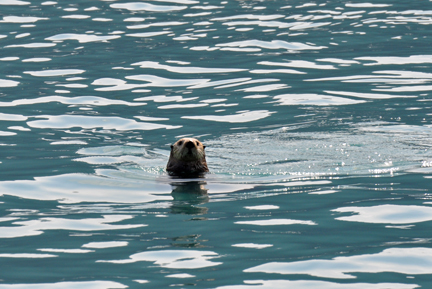  sea otter