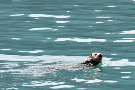  sea otter