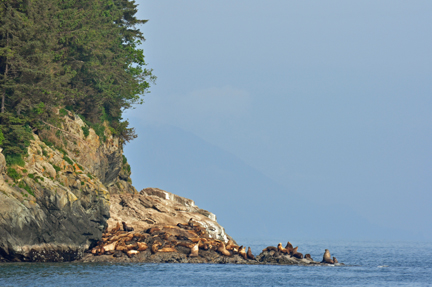 Sea Lions