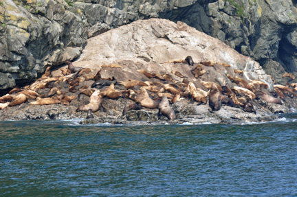 Sea Lions