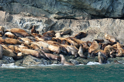 Sea Lions