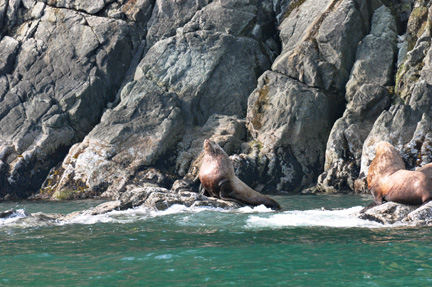 Sea Lions