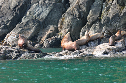 Sea Lions