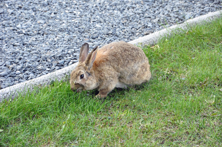 a wild rabbit in the town