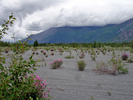 the gravel and wilflowers at the end of the ride