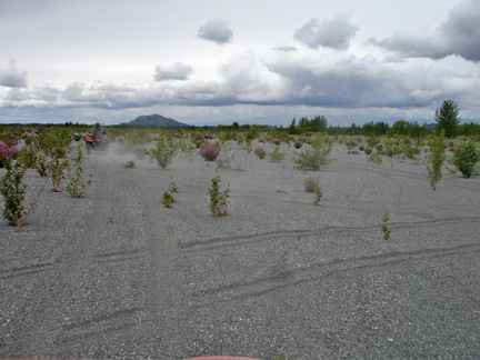 the gravel and wilflowers at the end of the ride