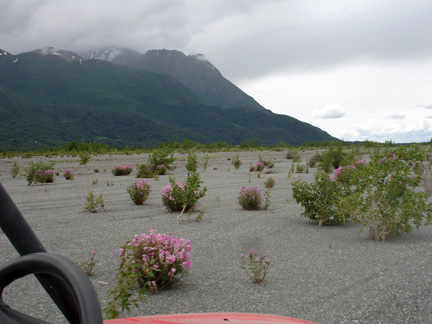 the gravel and wilflowers at the end of the ride