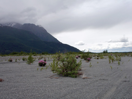 the gravel and wilflowers at the end of the ride