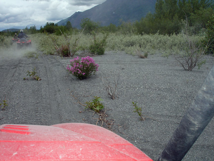 the gravel and wilflowers at the end of the ride