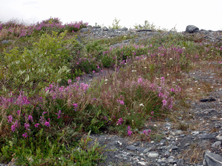 beautiful wildflowers