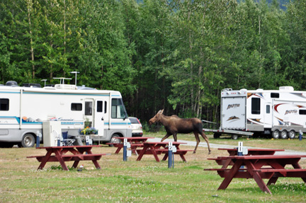 moose by an RV