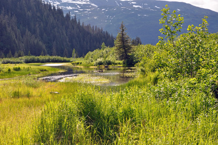 a pond near the glacier