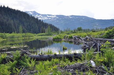 a pond just off the trail