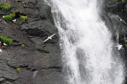 waterfall and birds