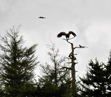 the bald eagle