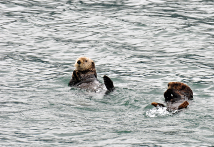 sea otters