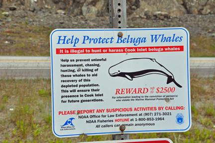 beluga whale sign