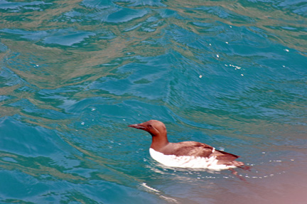 bird swimming