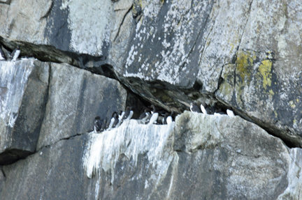 birds on the rocks