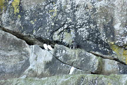 birds on the rocks