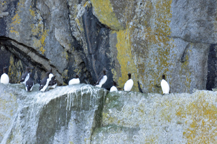 birds on the rocks