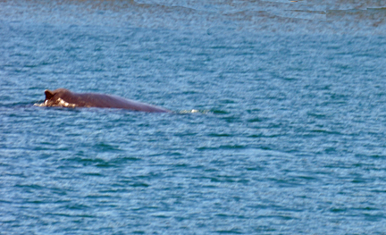 Humpback Whale