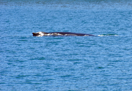 Humpback Whale